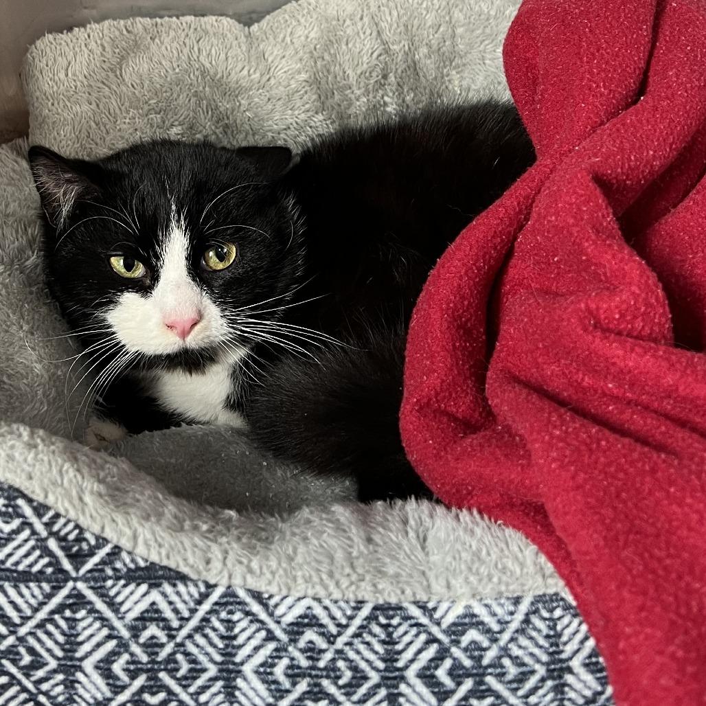 Enlarge Buddy, a Adoptable Domestic Short Hair in Wadena, MN image 1/1