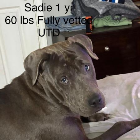 Sadie, Adoptable, Adult Female Pit Bull Terrier.