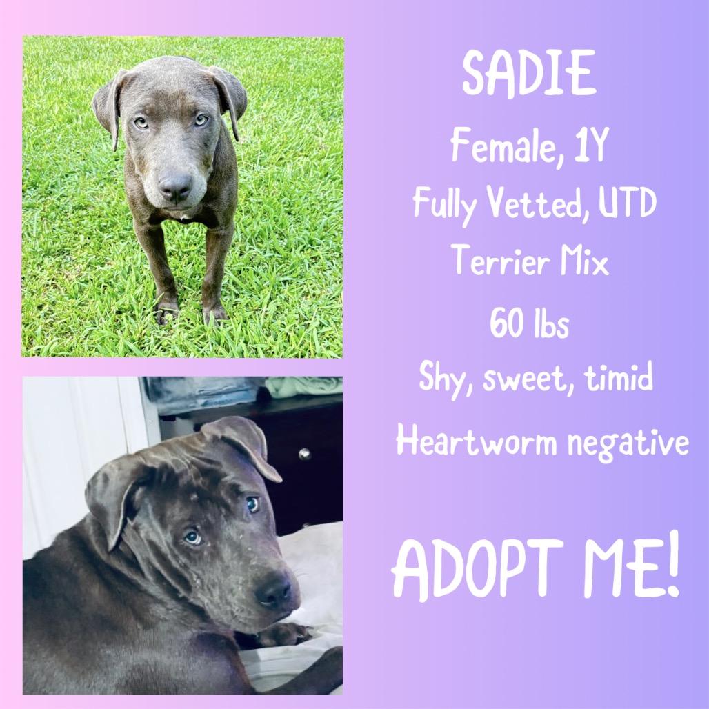 Enlarge Sadie, a Adoptable Pit Bull Terrier in Irvington, AL image 2/3