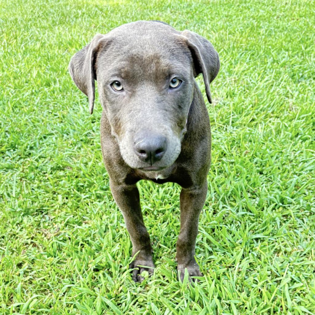 Enlarge Sadie, a Adoptable Pit Bull Terrier in Irvington, AL image 3/3