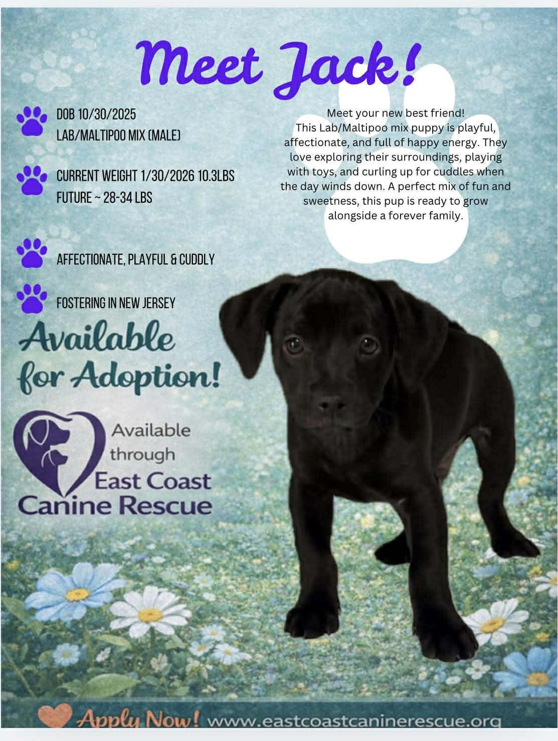 JACK, a Adopted mixed breed in Pomfret Center, CT image 1/2