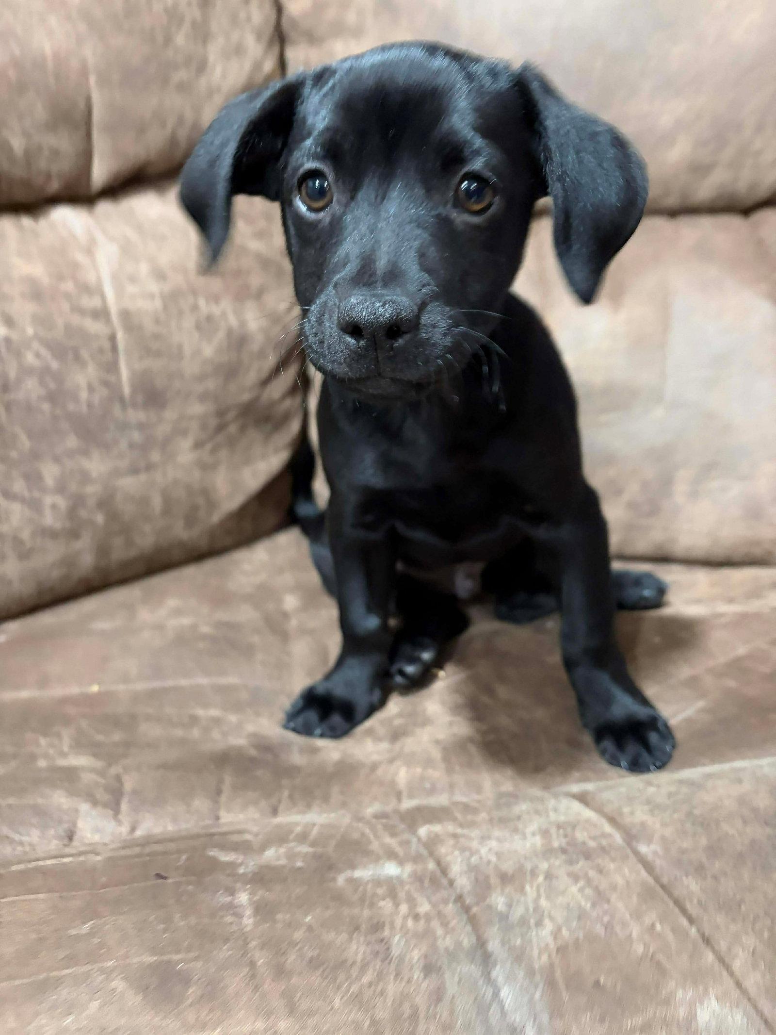 JACK, a Adopted mixed breed in Pomfret Center, CT image 2/2