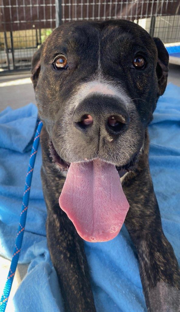 Zeus, Adult Male Great Dane