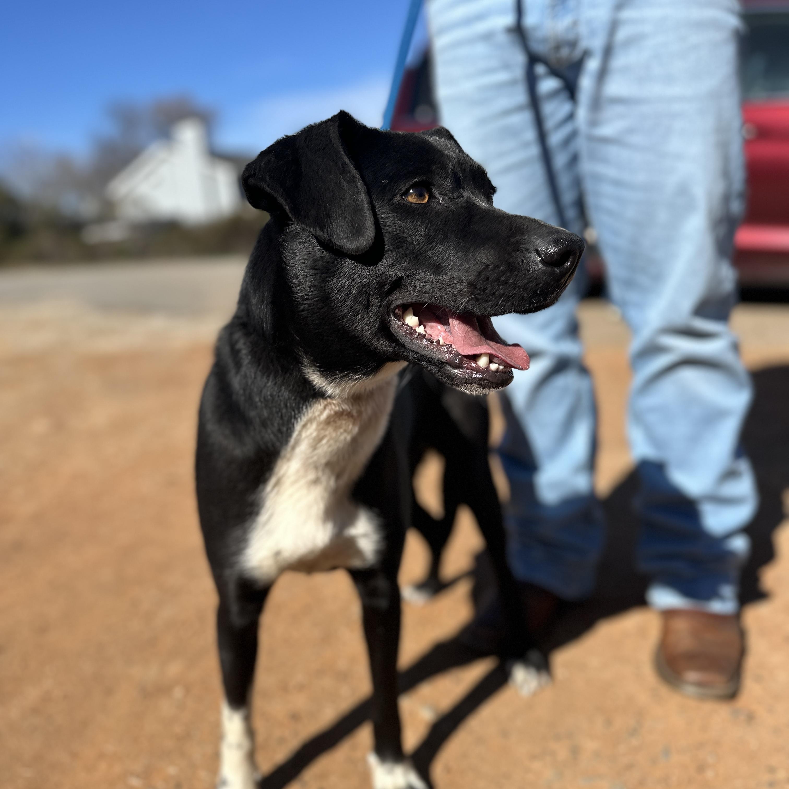 Sharpie, an adopted Mixed Breed in Columbia, SC image 3/4