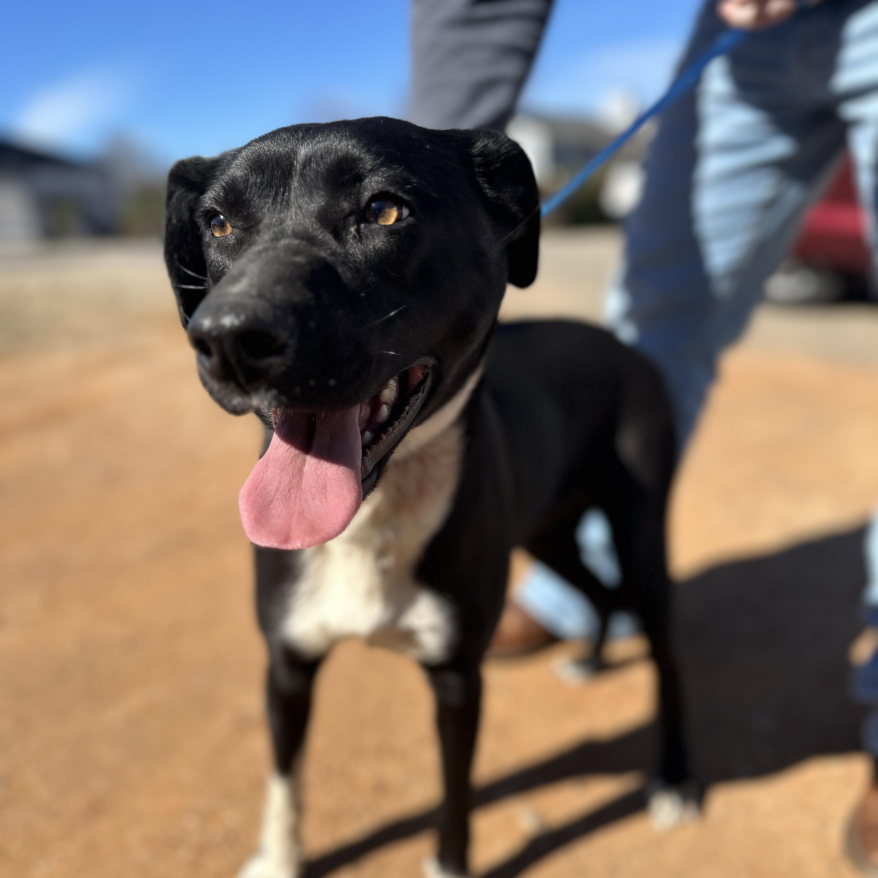Sharpie, an adopted Mixed Breed in Columbia, SC image 2/4