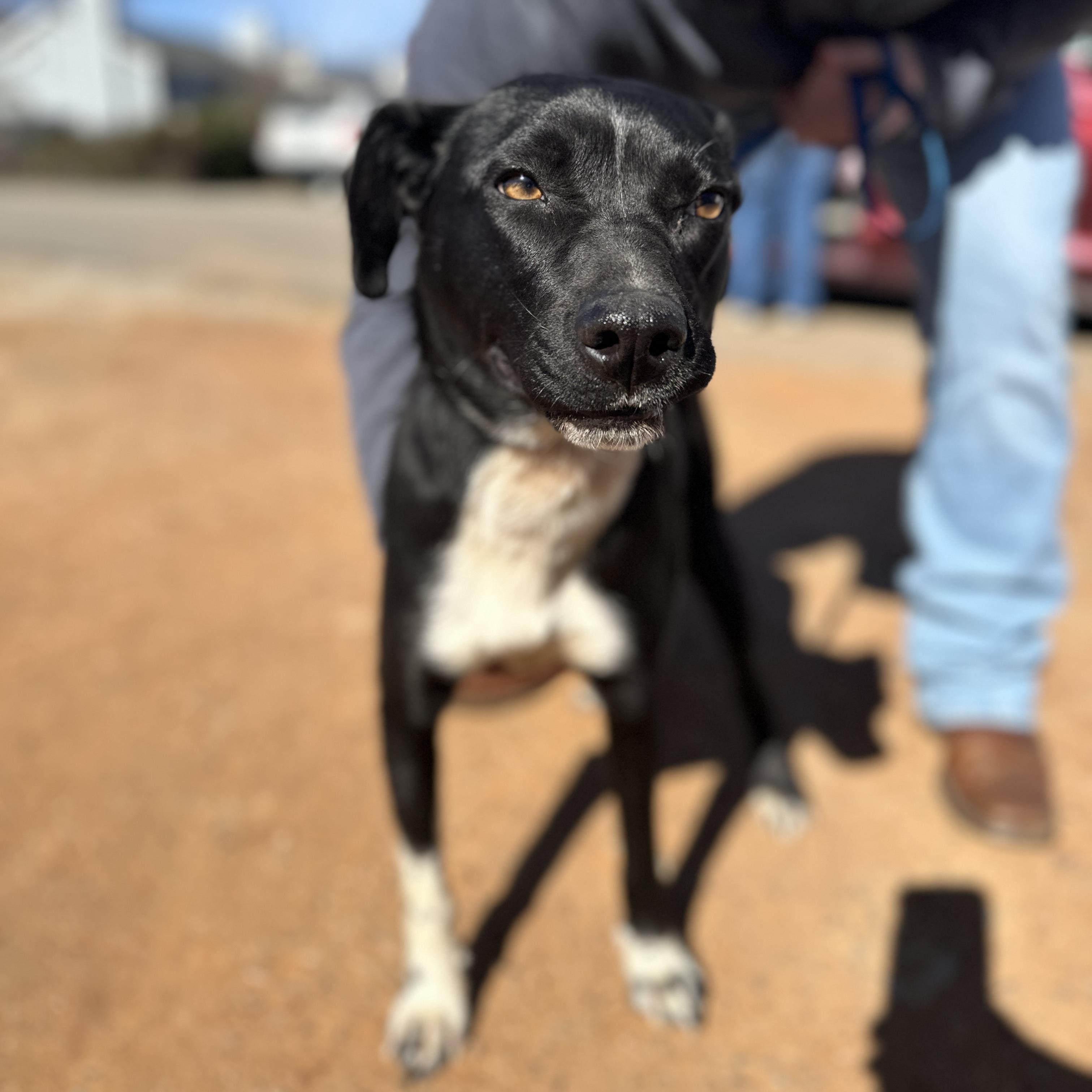 Sharpie, an adopted Mixed Breed in Columbia, SC image 4/4