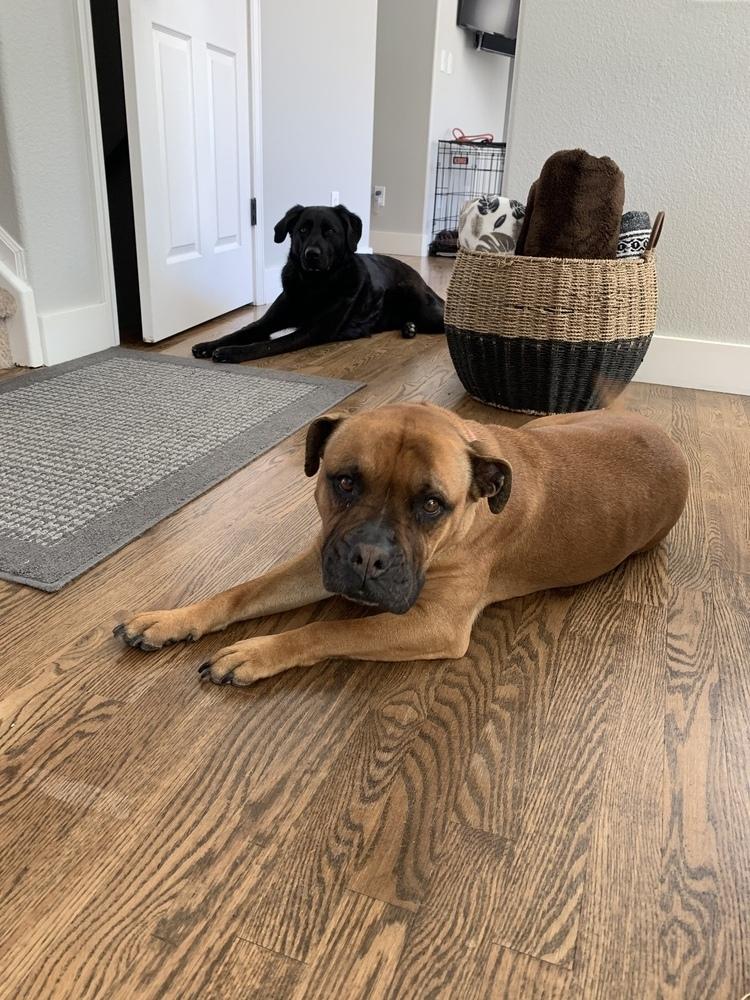 Enlarge Bryn, a Adoptable mixed breed in Littleton, CO image 1/4