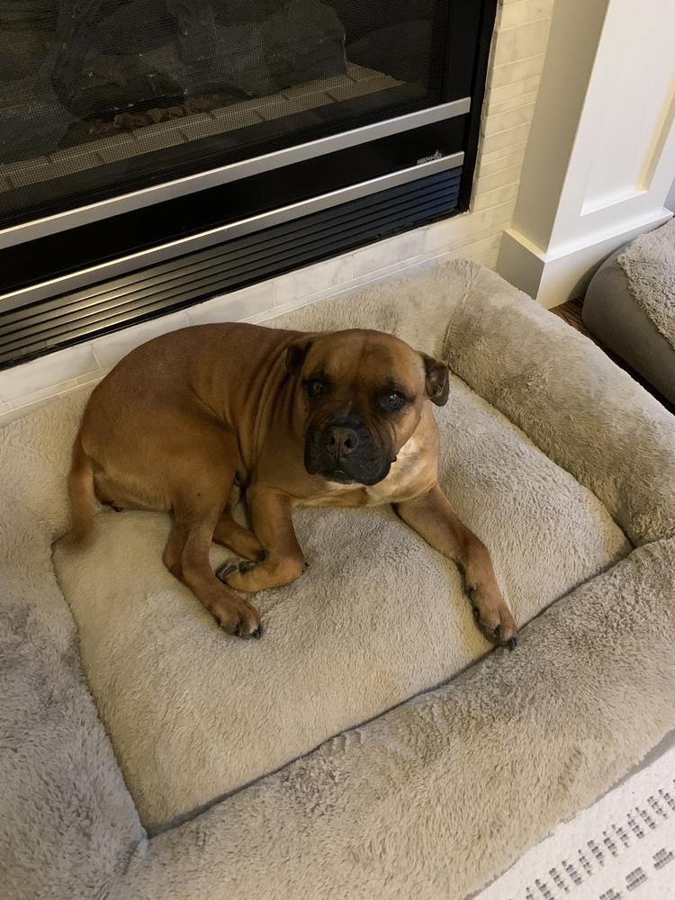 Enlarge Bryn, a Adoptable mixed breed in Littleton, CO image 2/4