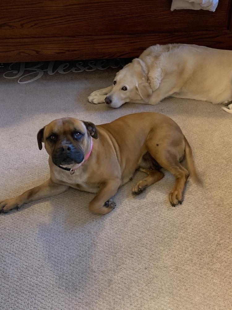 Enlarge Bryn, a Adoptable mixed breed in Littleton, CO image 3/4