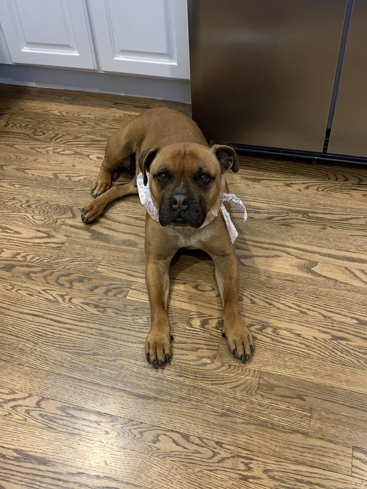 Enlarge Bryn, a Adoptable mixed breed in Littleton, CO image 4/4