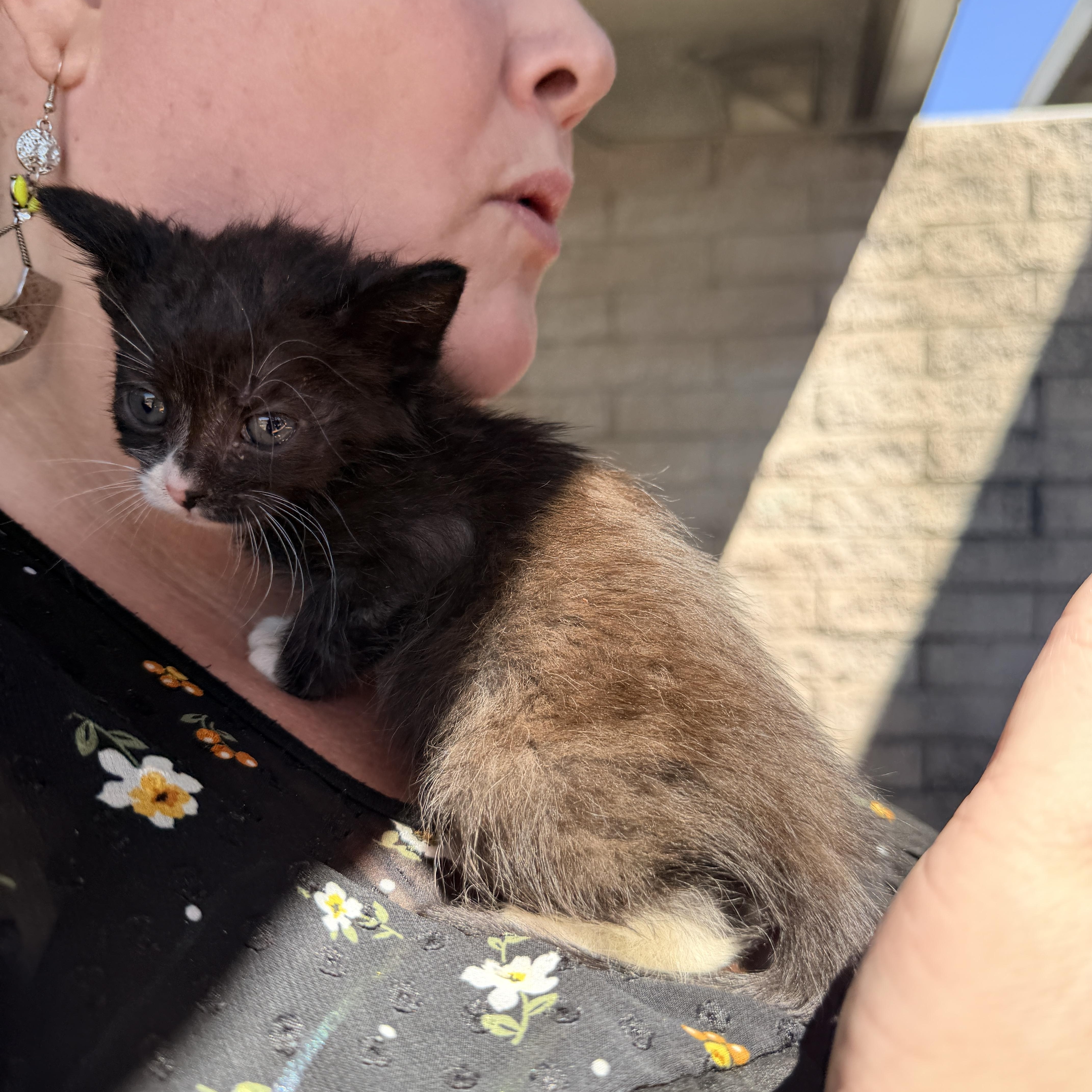 Otto, a ADOPTABLE Domestic Short Hair in Penryn, CA image 2/4