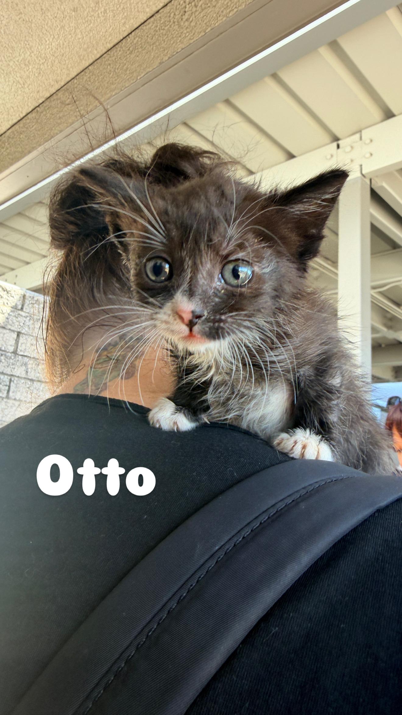 Otto, a ADOPTABLE Domestic Short Hair in Penryn, CA image 1/4