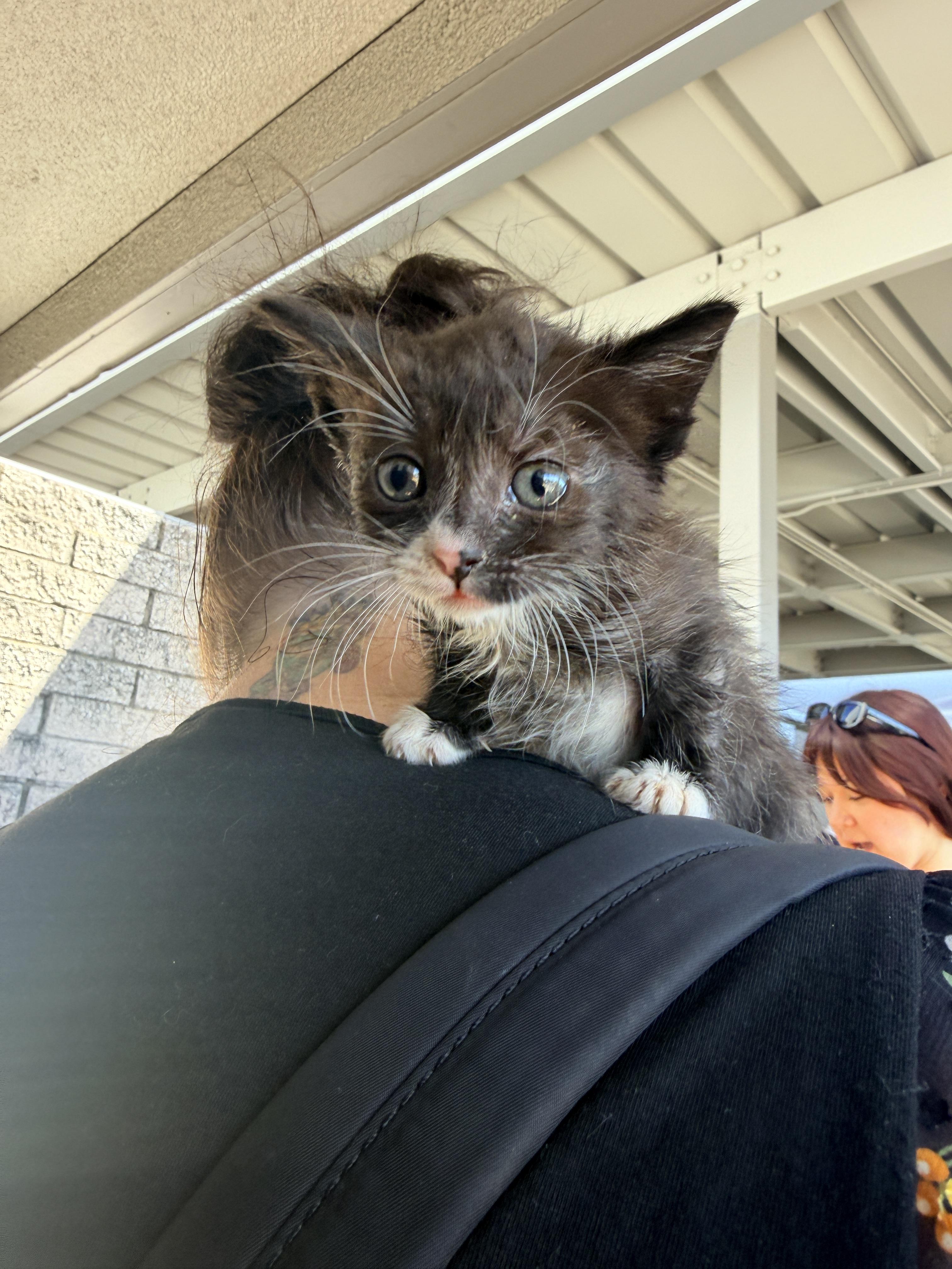 Otto, a ADOPTABLE Domestic Short Hair in Penryn, CA image 4/4