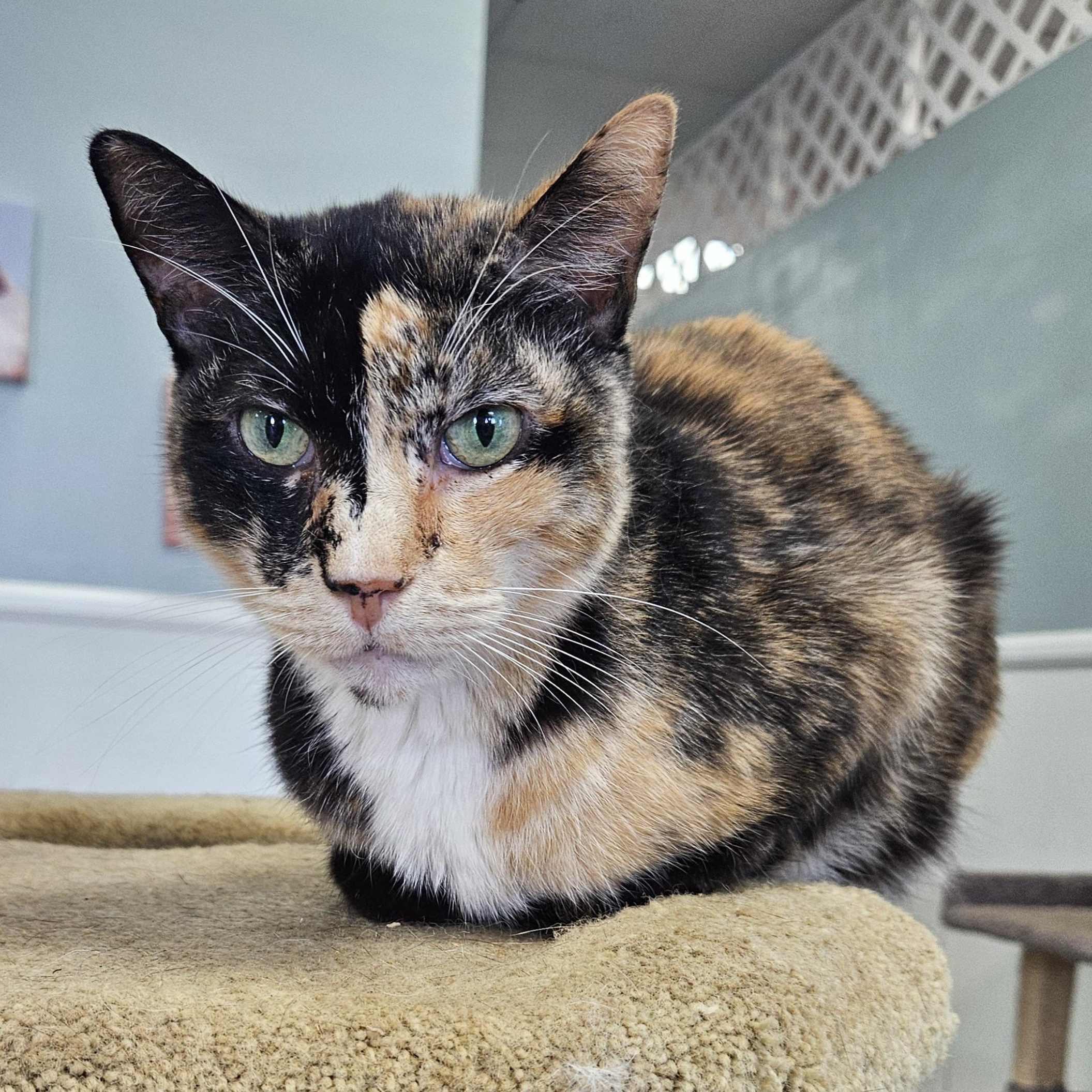 Enlarge Cruella, a Adoptable Domestic Short Hair in Huntington Beach, CA image 1/1