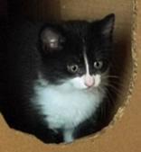 Jiro, ADOPTABLE, Kitten Male Domestic Medium Hair.