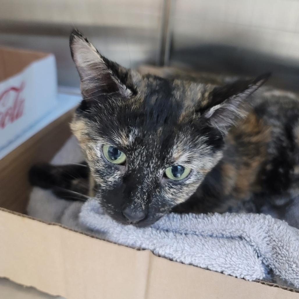 Aqua, Adoptable, Adult Female Domestic Short Hair & Domestic Short Hair.