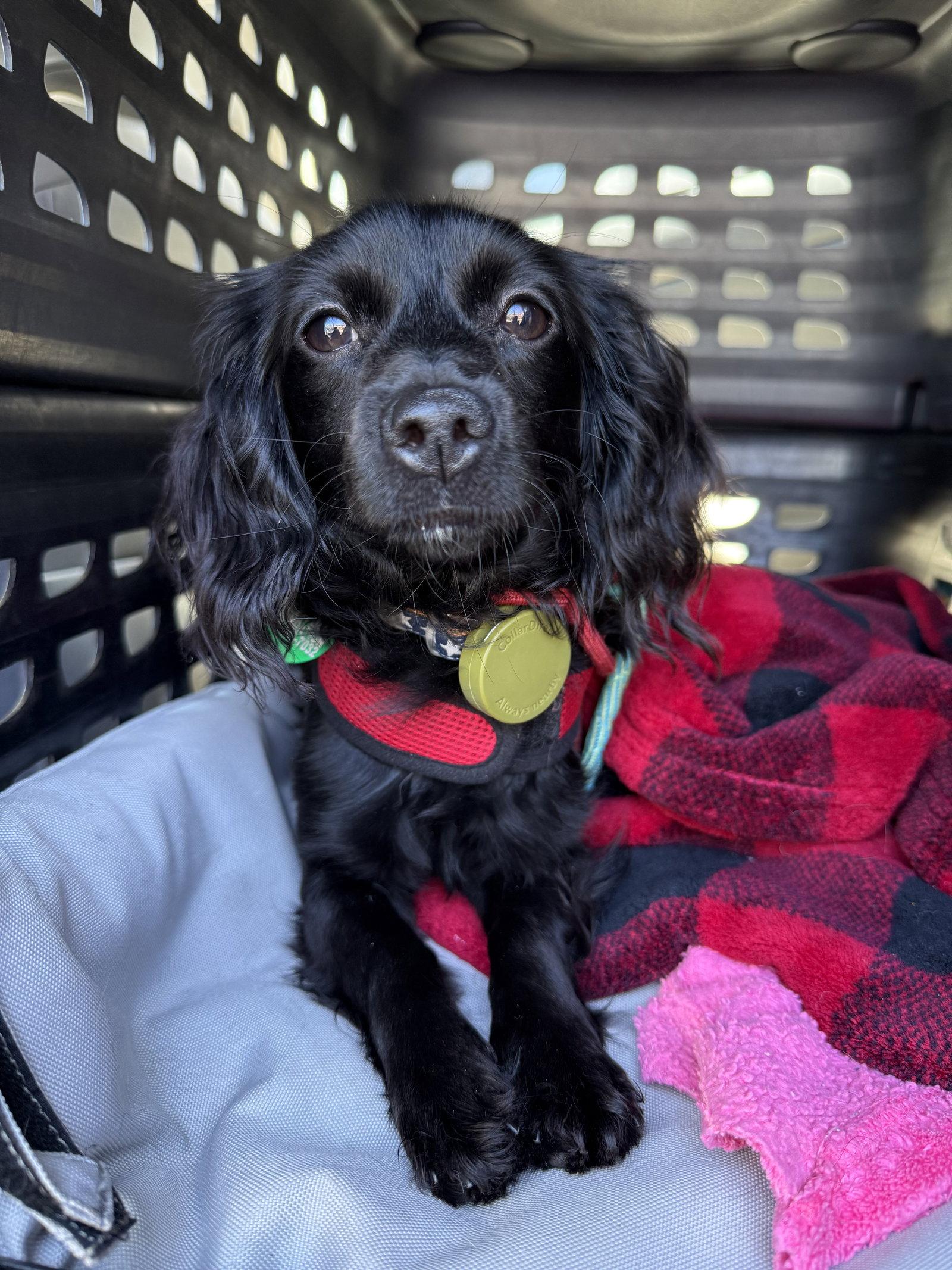 Truffles, a Adoptable mixed breed in Capistrano Beach, CA image 1/3