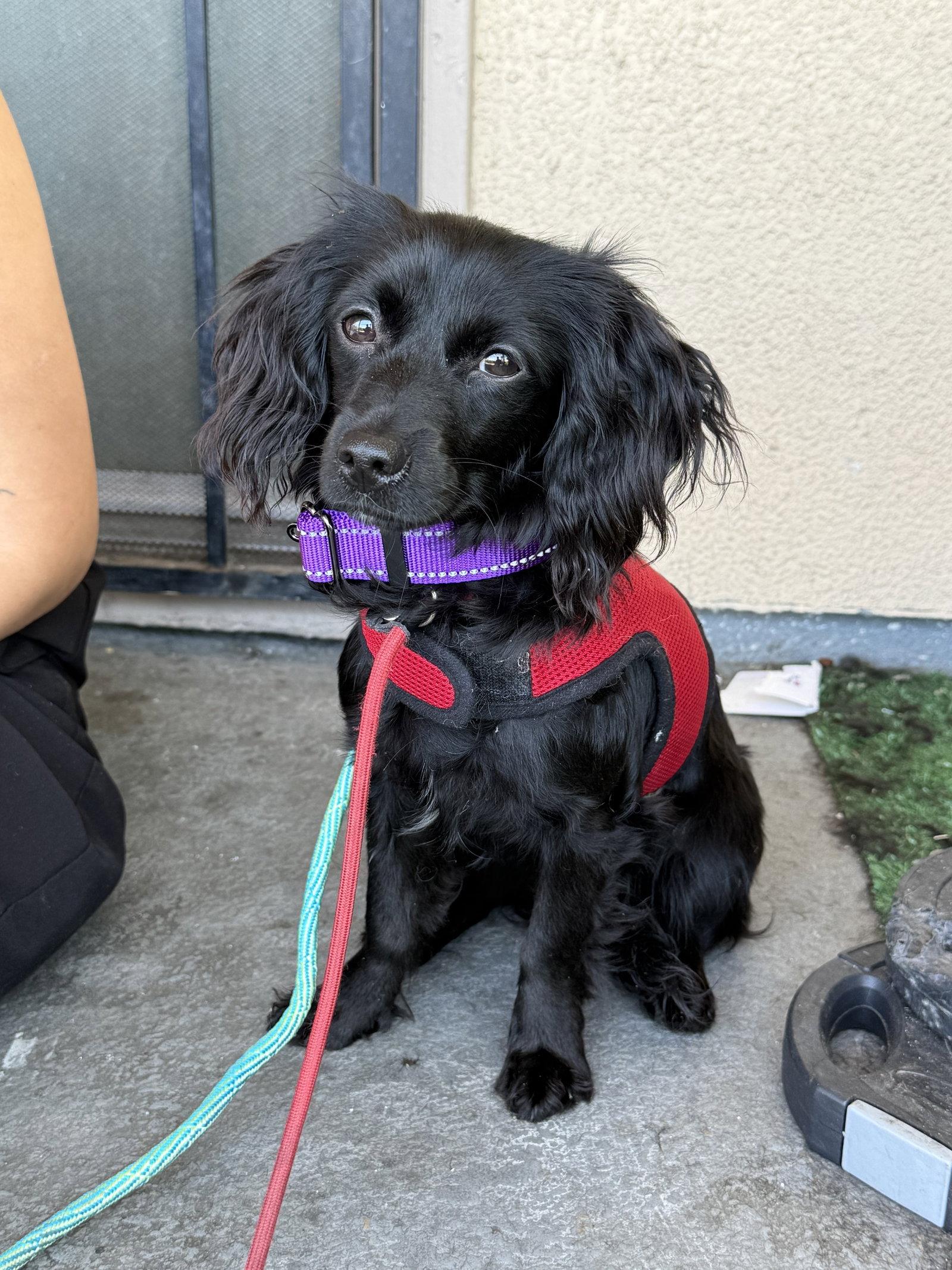 Truffles, a Adoptable mixed breed in Capistrano Beach, CA image 2/3
