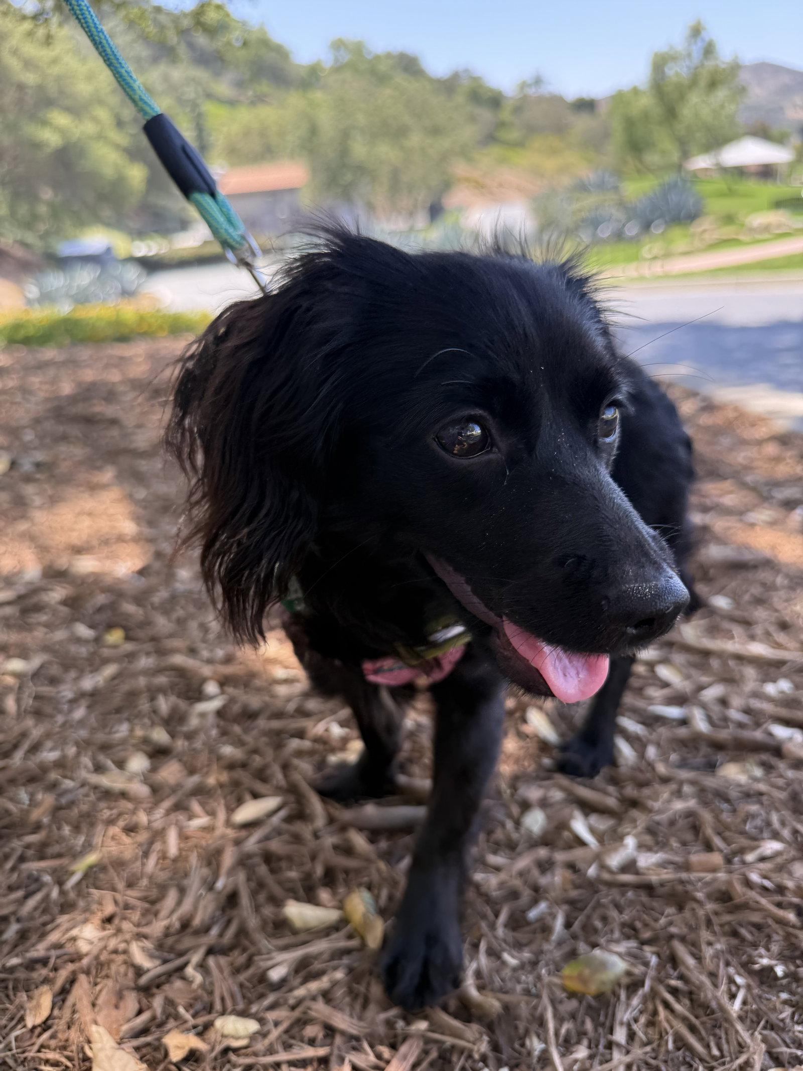 Truffles, a Adoptable mixed breed in Capistrano Beach, CA image 3/3