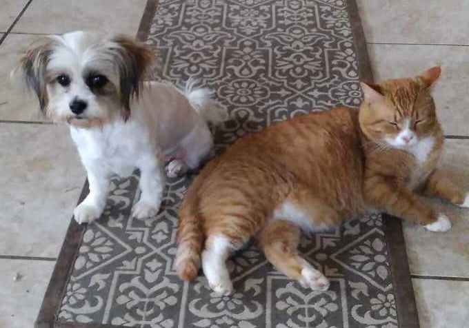 Enlarge Valentine, a Adopted mixed breed in Milton, FL image 2/2