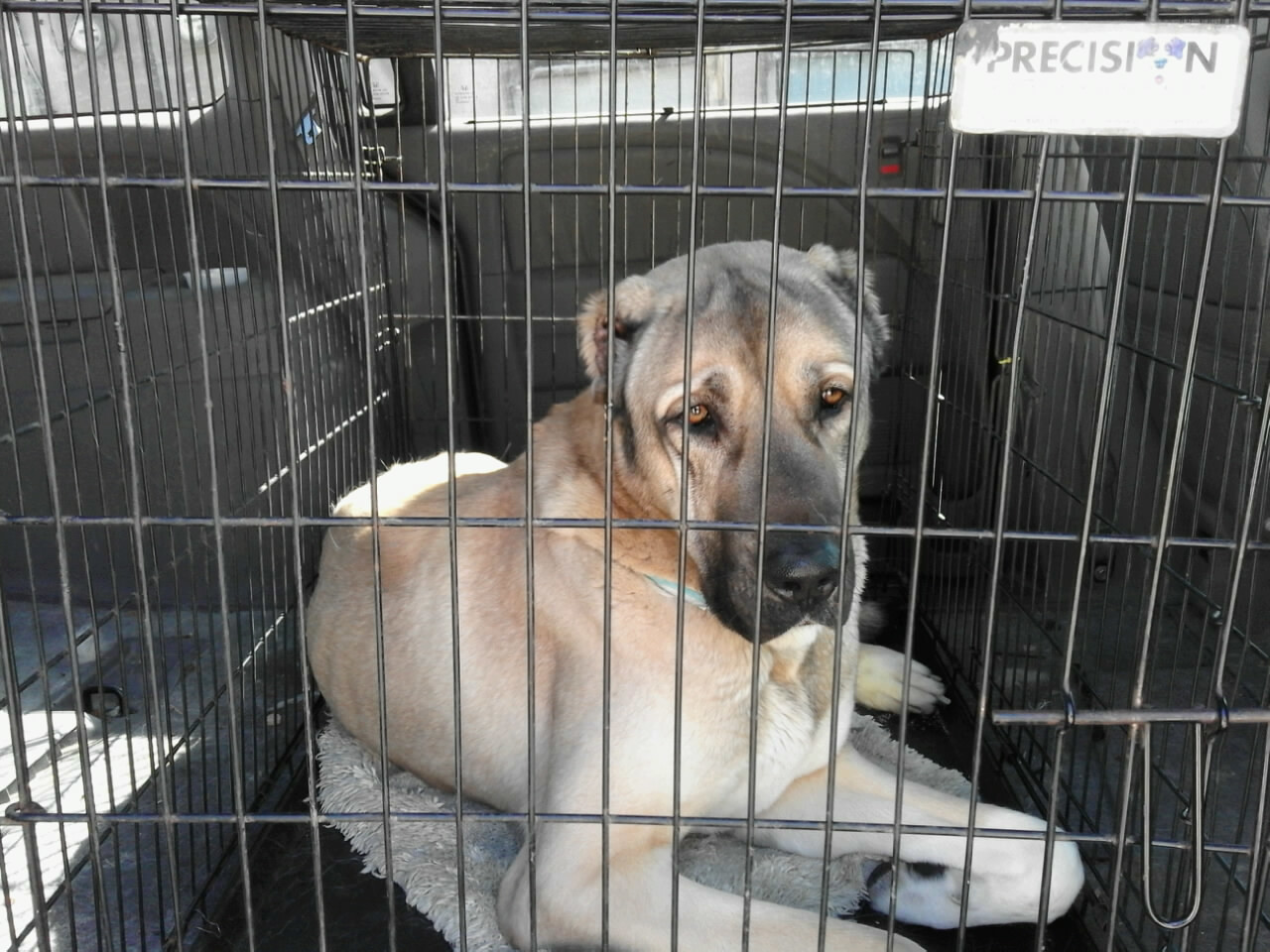 Raj, a Adoptable Anatolian Shepherd in San Bernardino, CA image 1/6