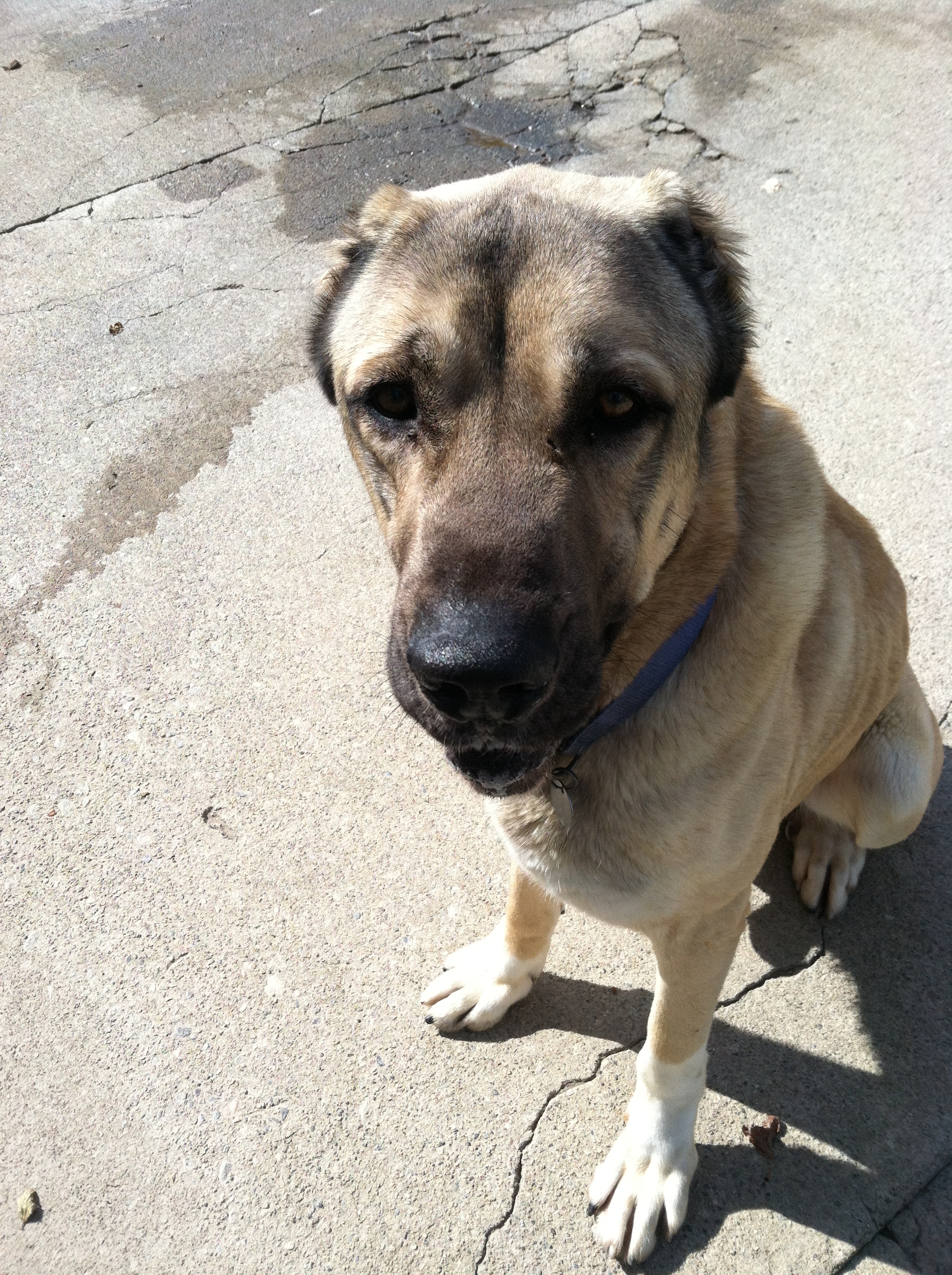 Raj, Adoptable, Senior Male Anatolian Shepherd.