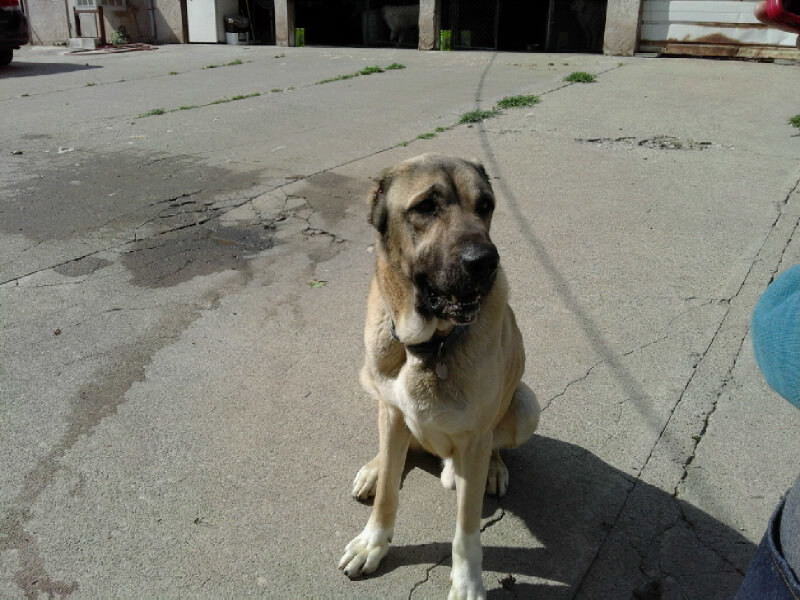 Raj, a Adoptable Anatolian Shepherd in San Bernardino, CA image 3/6