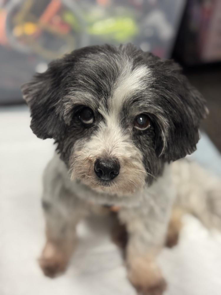 Stanley, Adoptable, Senior Male Havanese.