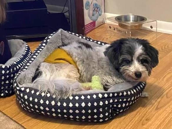 Enlarge Stanley, a Adoptable Havanese in Mundelein, IL image 2/6