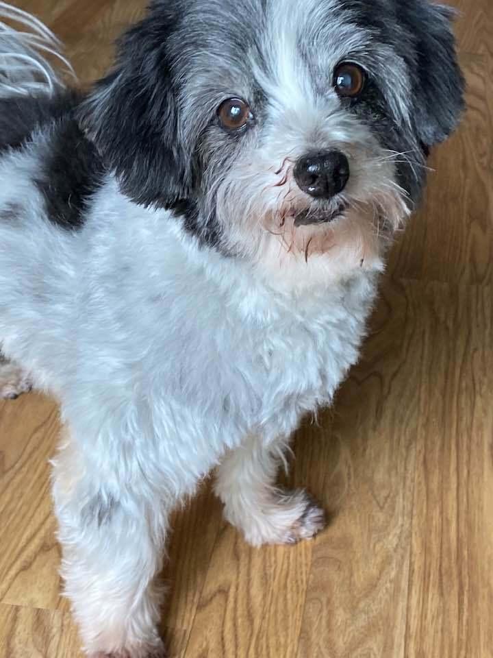 Enlarge Stanley, a Adoptable Havanese in Mundelein, IL image 3/6