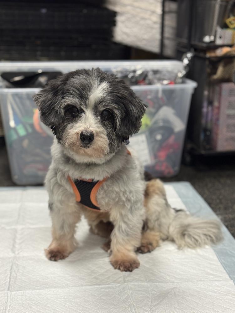 Enlarge Stanley, a Adoptable Havanese in Mundelein, IL image 4/6
