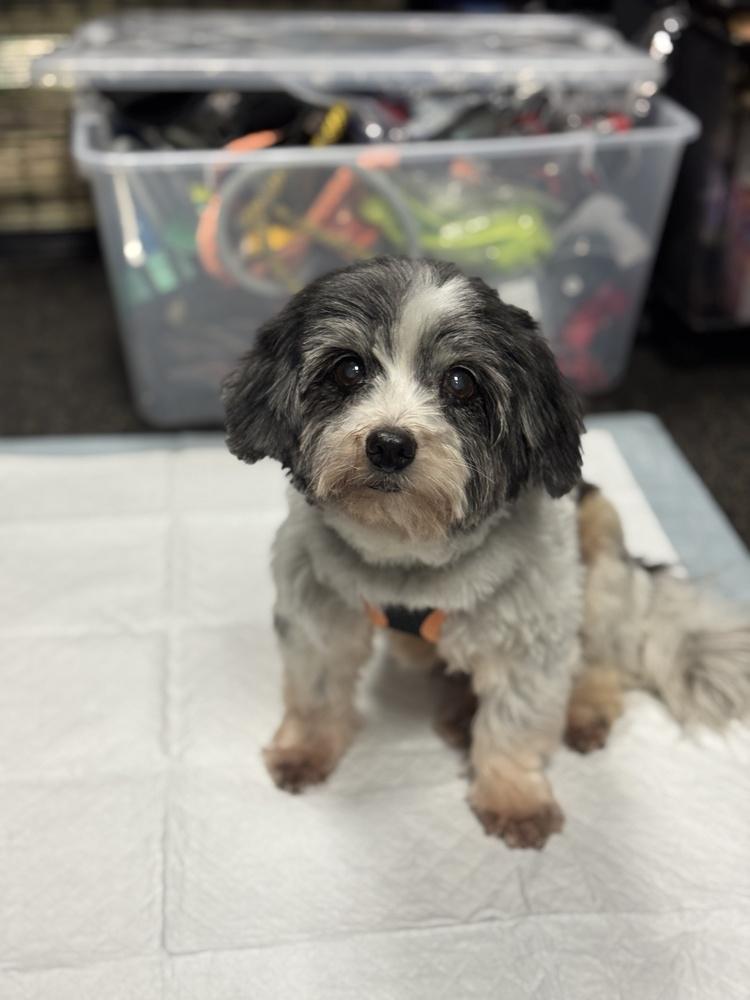 Enlarge Stanley, a Adoptable Havanese in Mundelein, IL image 5/6