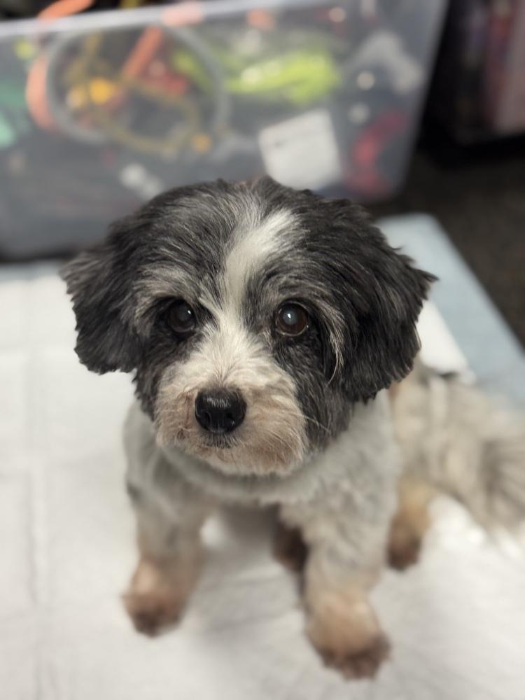 Enlarge Stanley, a Adoptable Havanese in Mundelein, IL image 6/6