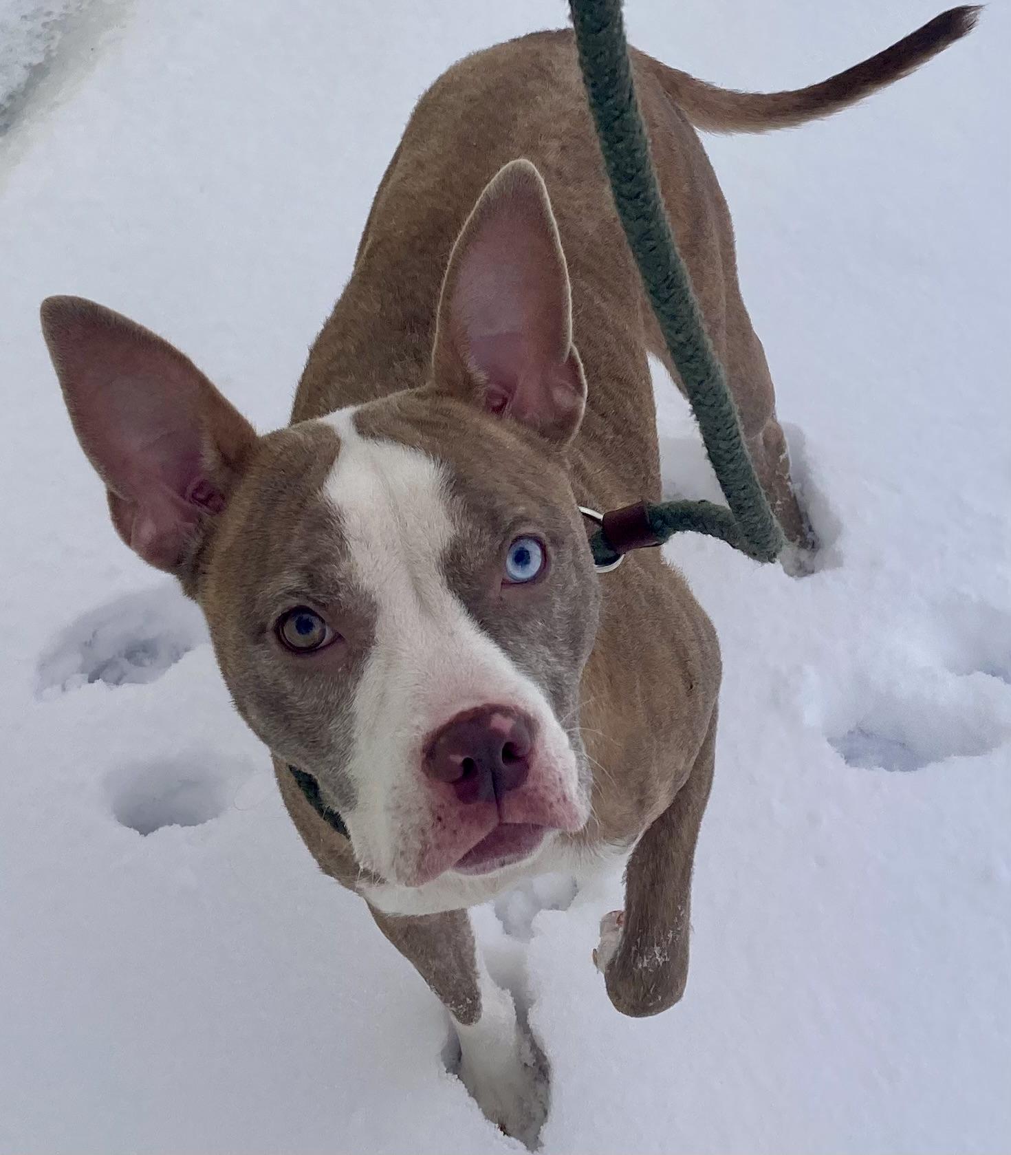 Enlarge Isadorable, an adopted mixed breed in Sandusky, MI image 5/6