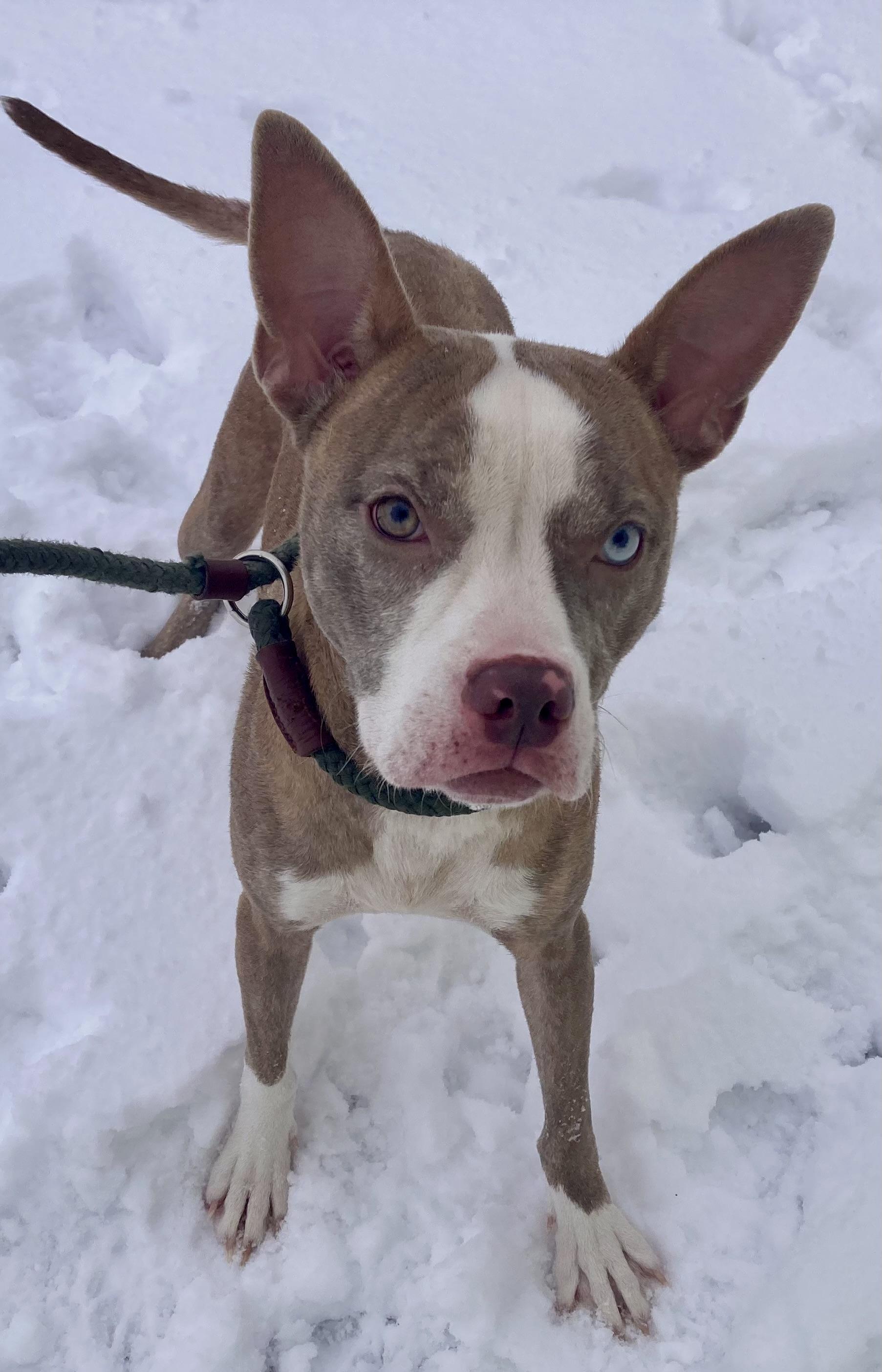 Enlarge Isadorable, an adopted mixed breed in Sandusky, MI image 1/6