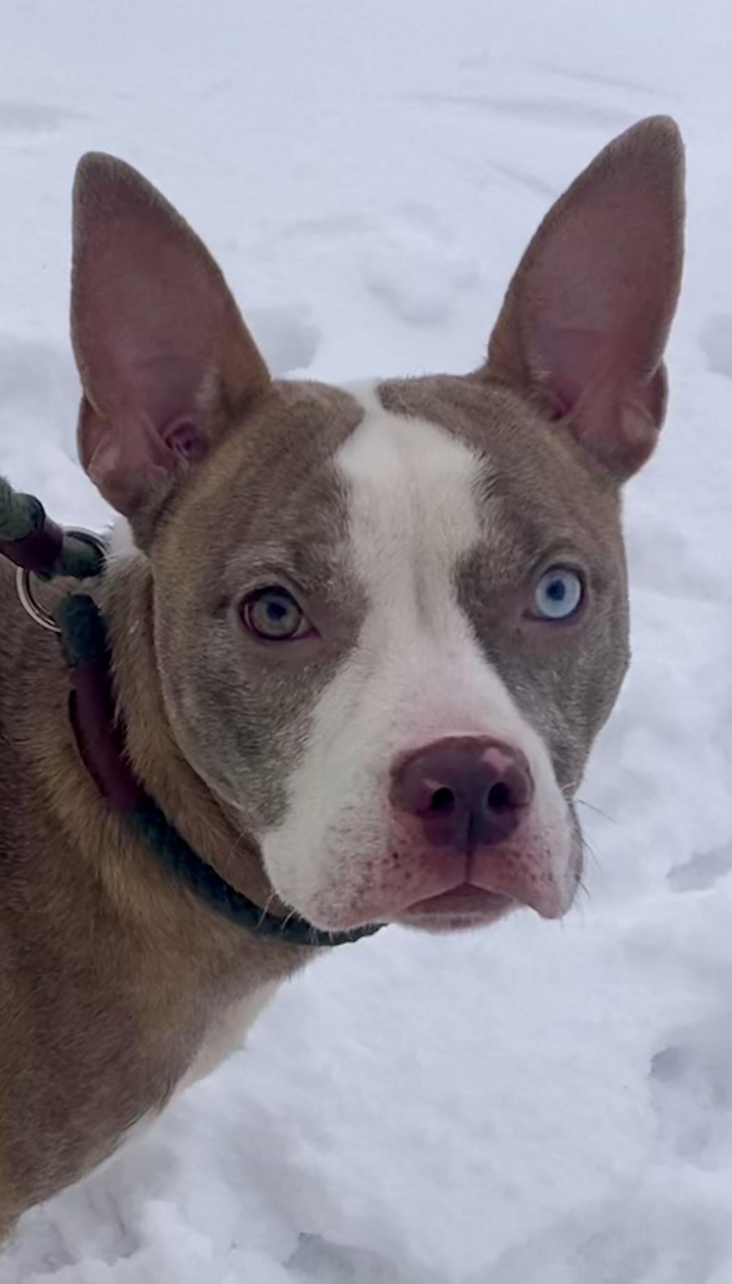 Enlarge Isadorable, an adopted mixed breed in Sandusky, MI image 2/6