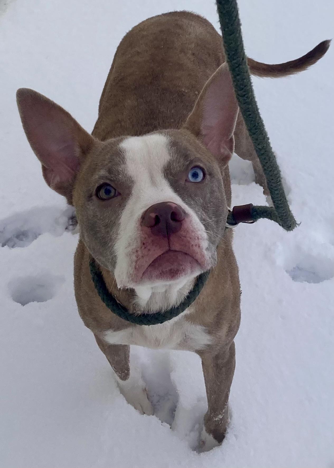 Enlarge Isadorable, an adopted mixed breed in Sandusky, MI image 3/6