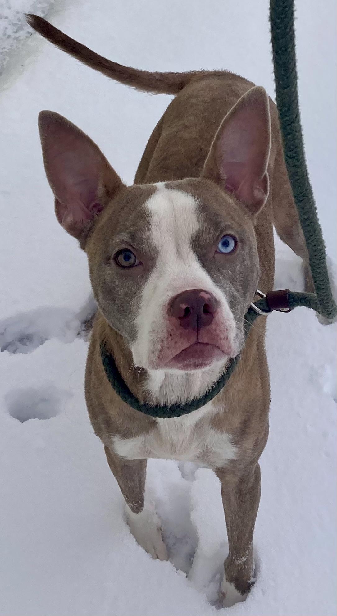 Enlarge Isadorable, an adopted mixed breed in Sandusky, MI image 4/6