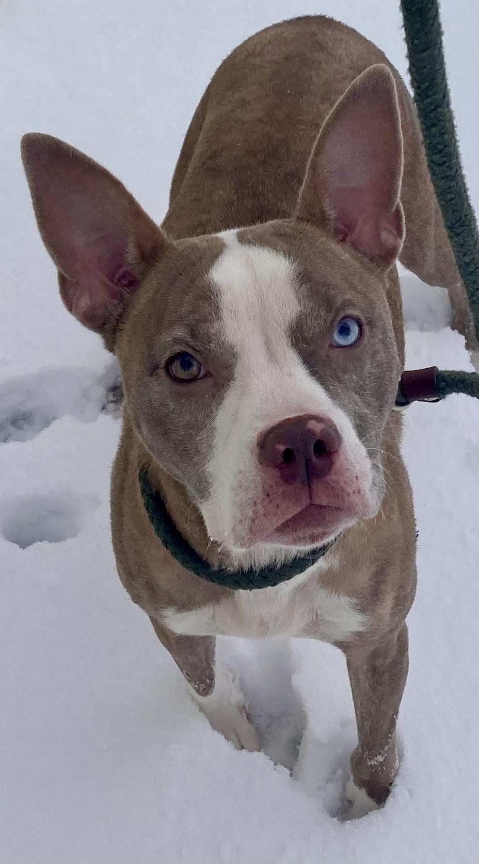 Enlarge Isadorable, an adopted mixed breed in Sandusky, MI image 6/6