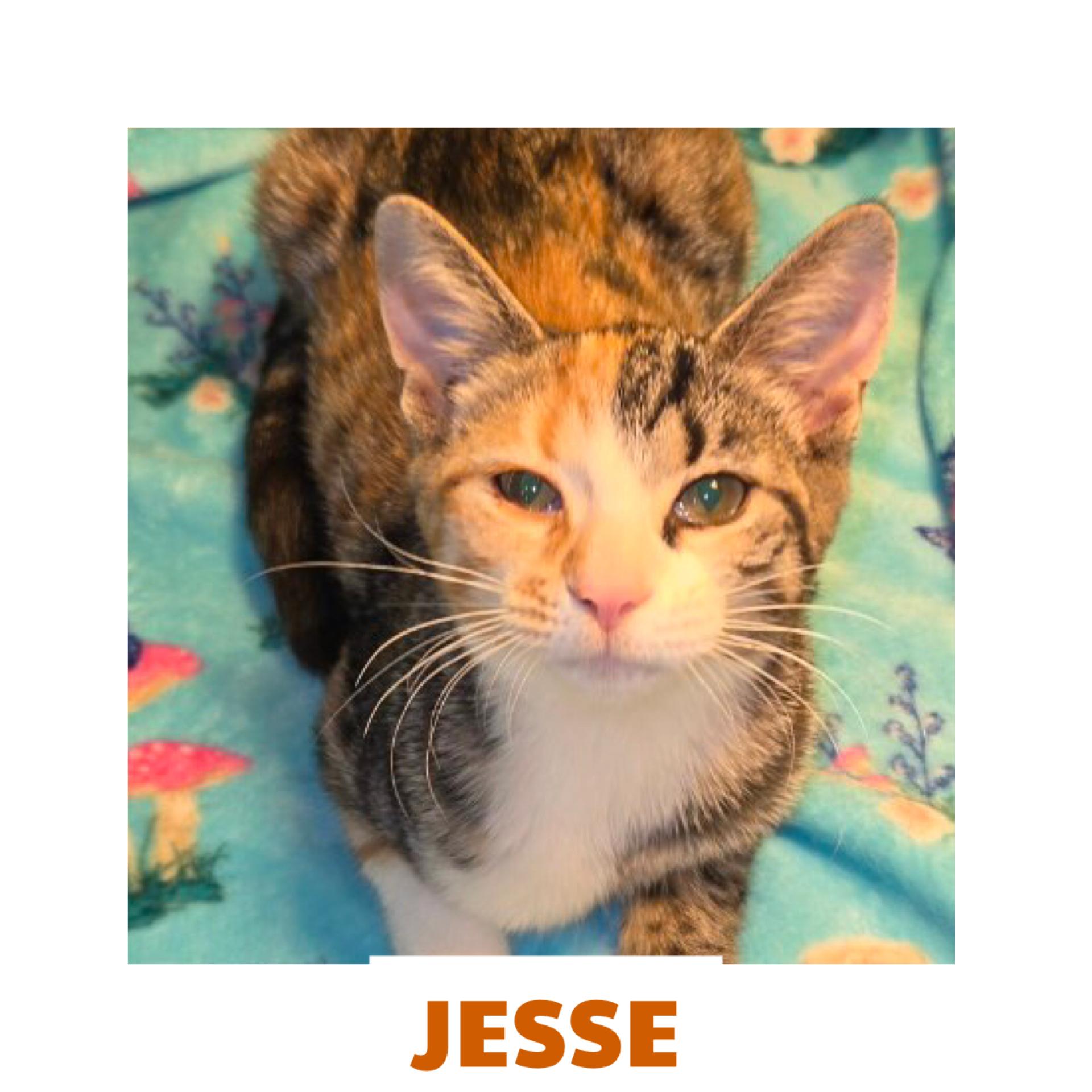 Jessee, Adopted, Young Female Calico.