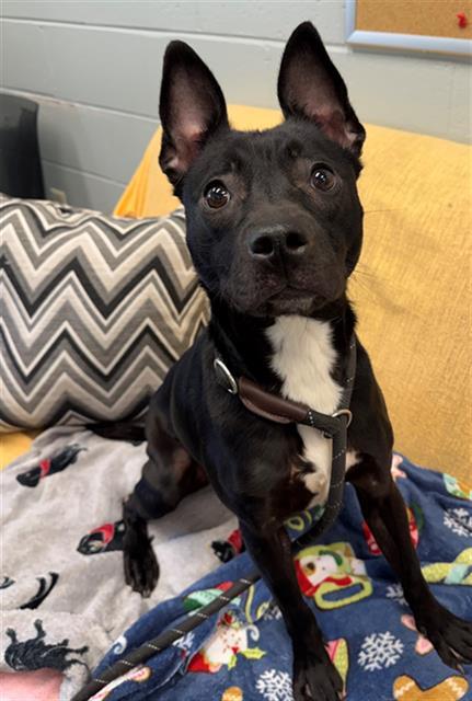 MADS, Adoptable, Young Female Pit Bull Terrier.