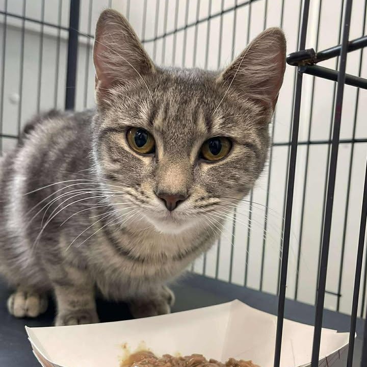 Enlarge Doodah, a ADOPTABLE Domestic Short Hair in Winthrop, ME image 1/1