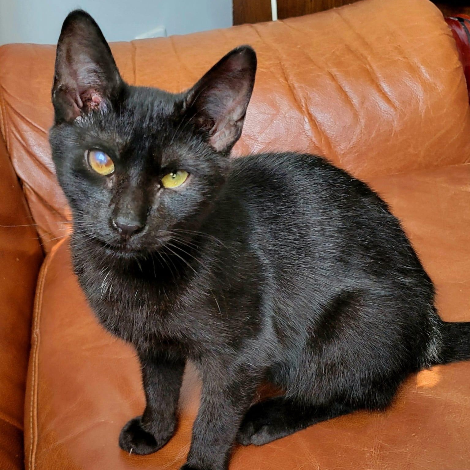 Bruce Wayne Bombay Cat