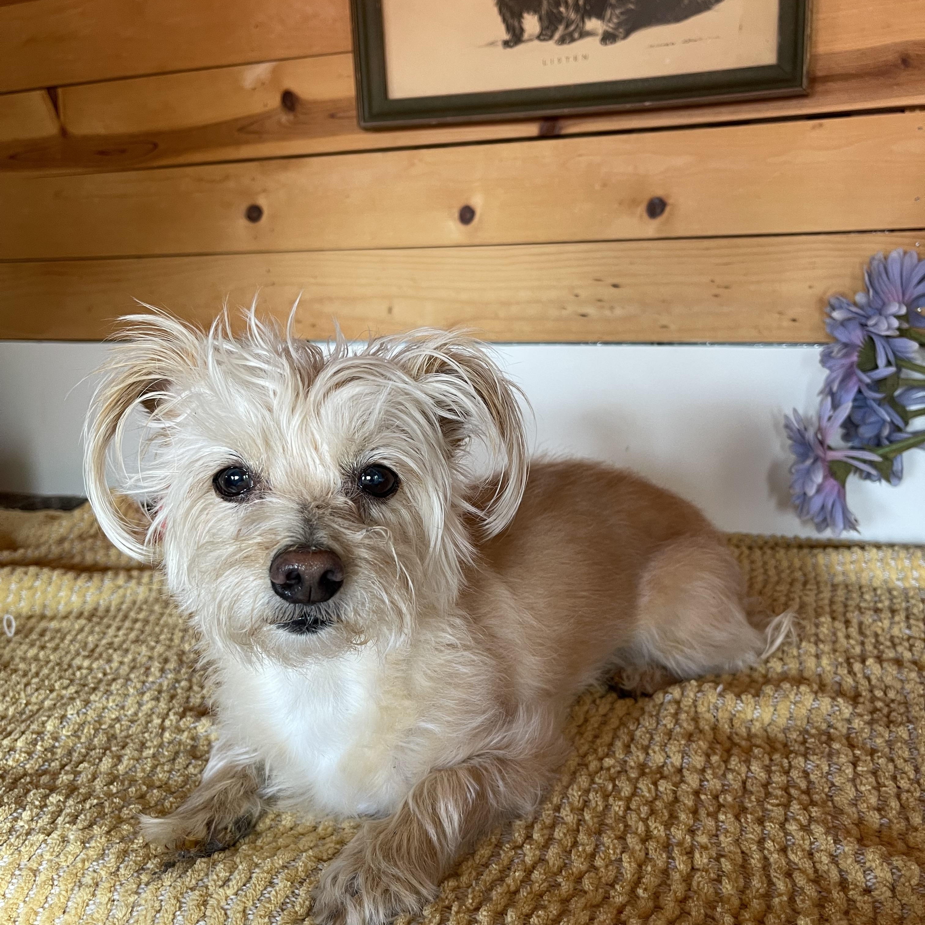 Enlarge Tawny, an adopted mixed breed in Vacaville, CA image 4/5