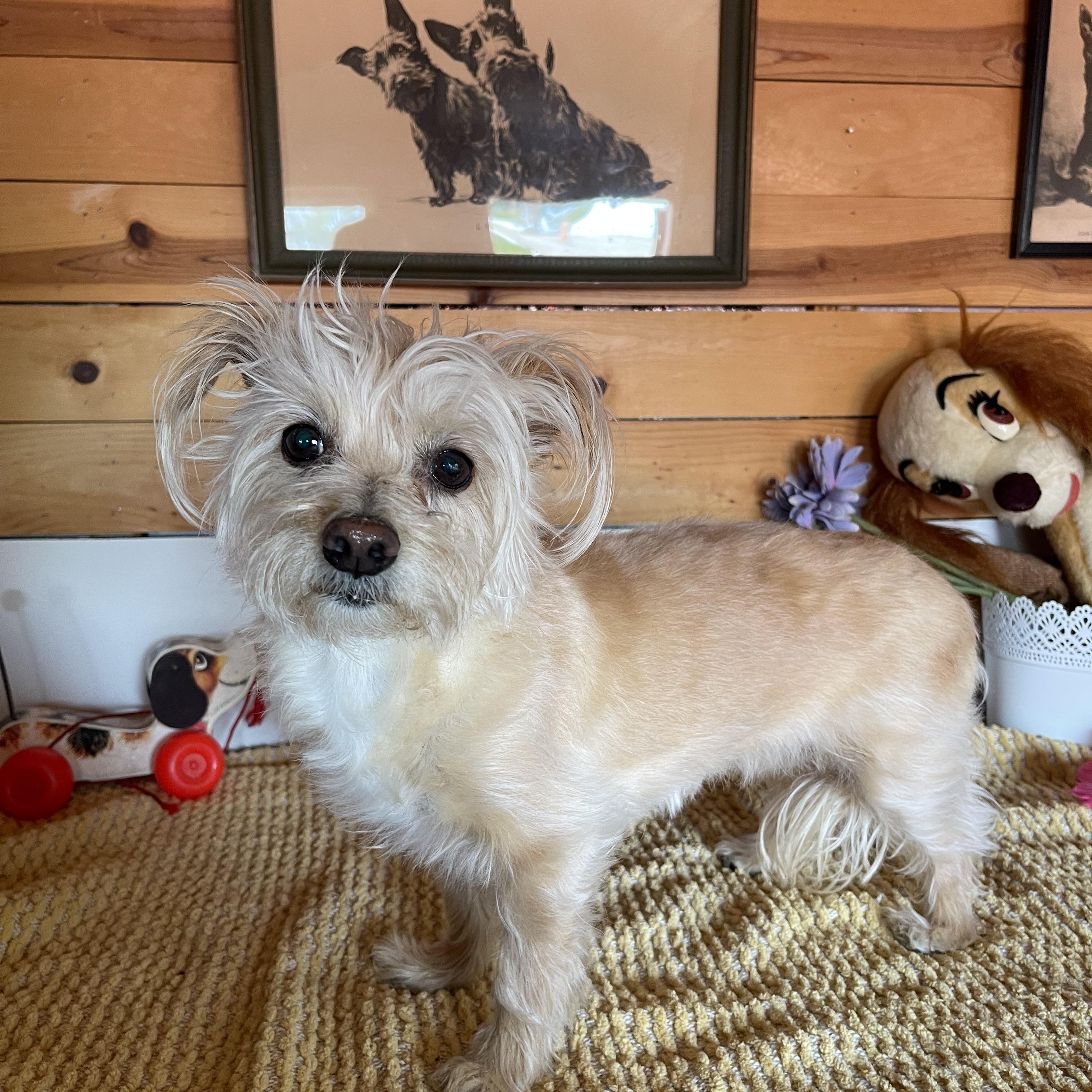 Enlarge Tawny, an adopted mixed breed in Vacaville, CA image 2/5