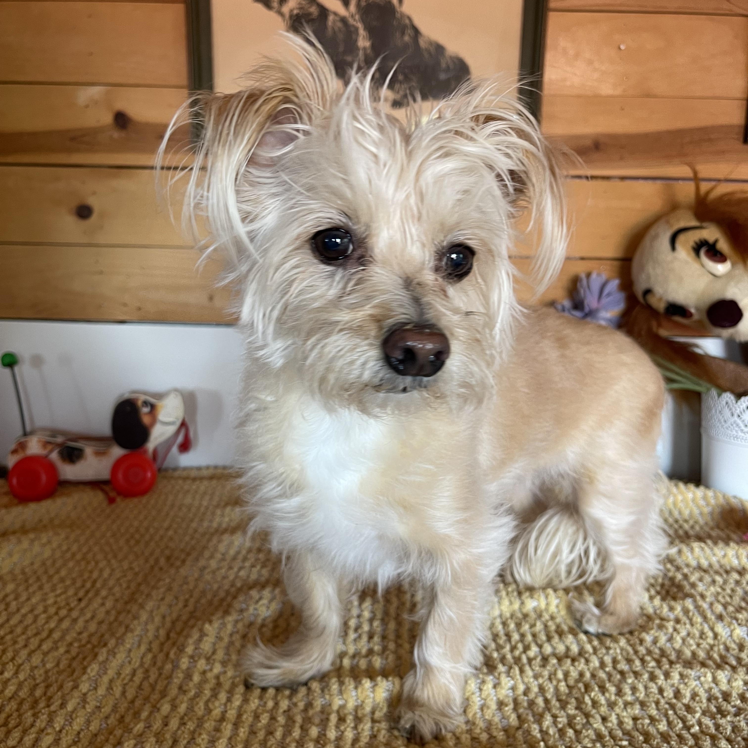 Enlarge Tawny, an adopted mixed breed in Vacaville, CA image 5/5