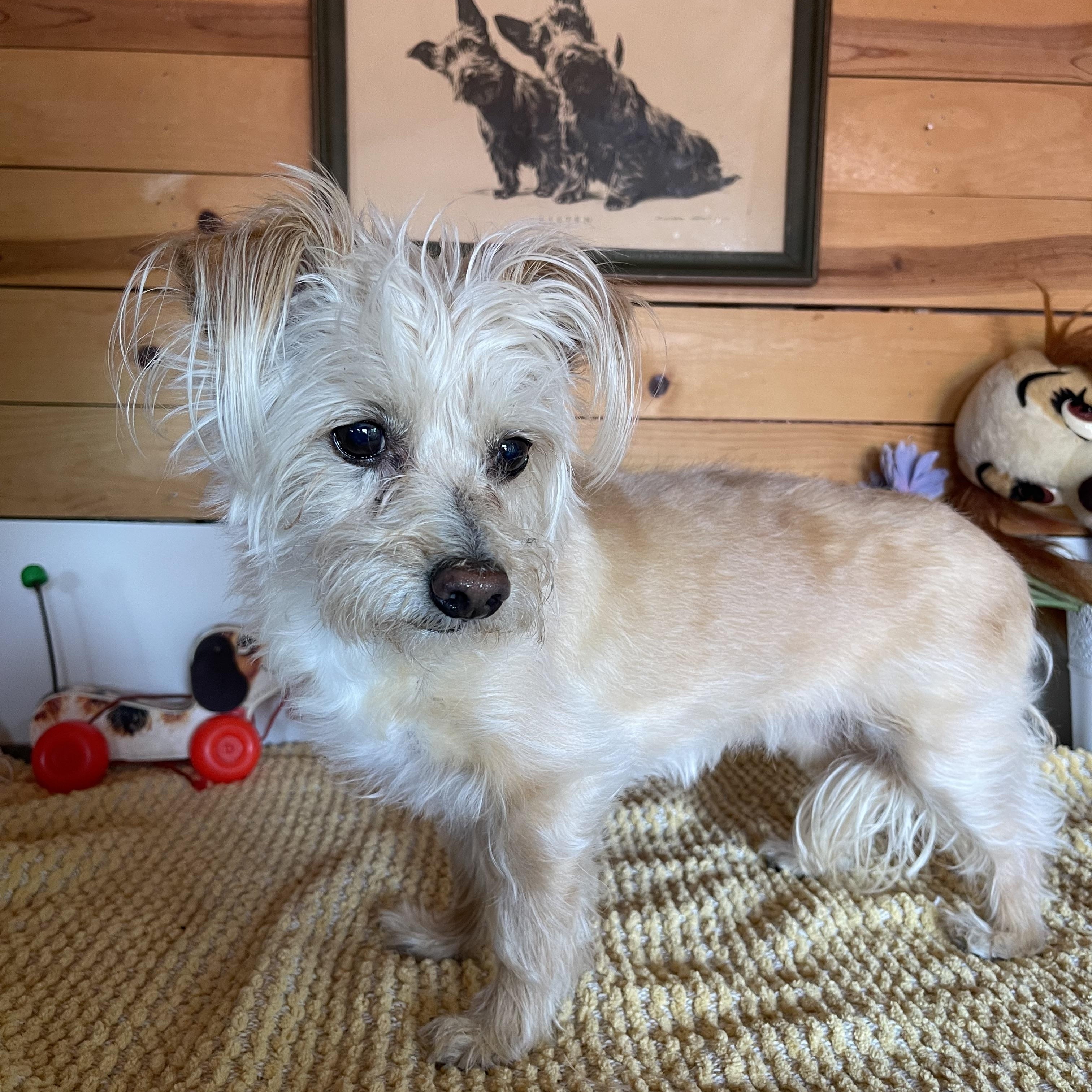 Enlarge Tawny, an adopted mixed breed in Vacaville, CA image 3/5
