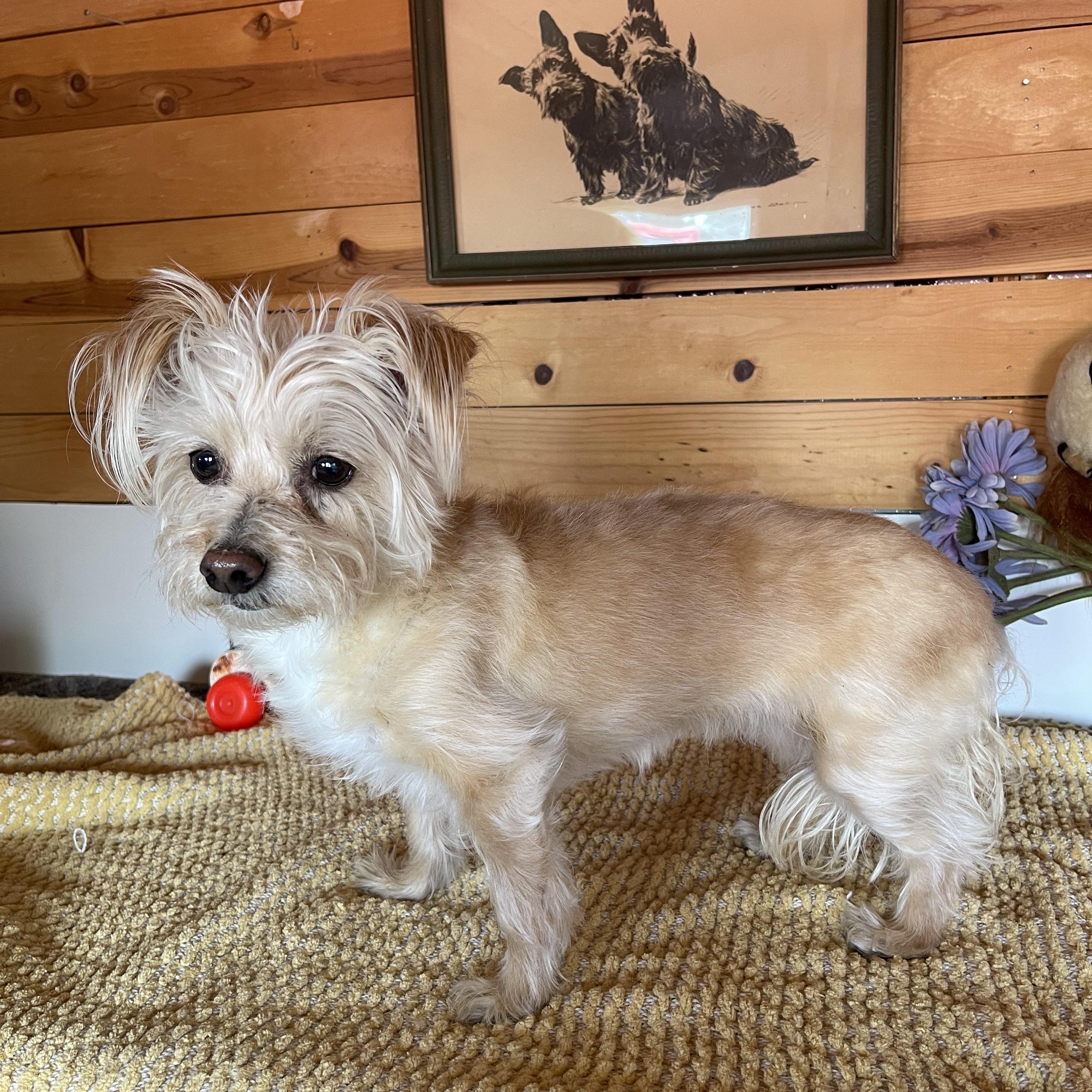 Enlarge Tawny, an adopted mixed breed in Vacaville, CA image 1/5