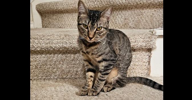 Enlarge Mueschka, a Adoptable mixed breed in Austin, TX image 1/3