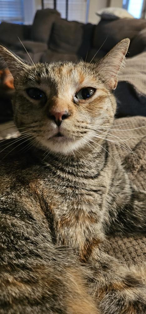 Enlarge Mueschka, a Adoptable mixed breed in Austin, TX image 2/3